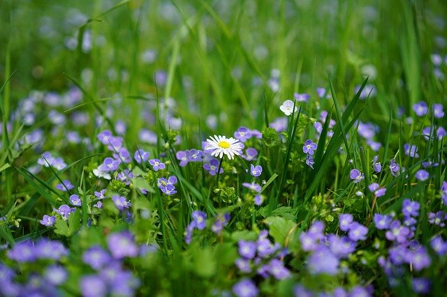 La naturopathie à Bordeaux